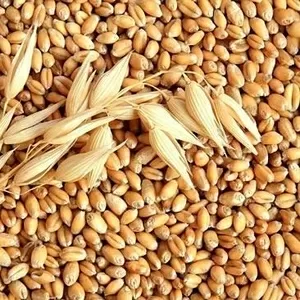Компания на постоянной основе закупает зерно фуражное пшеницу.