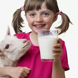 Вкусное козье молоко без запаха