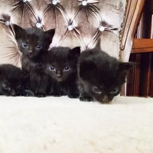 шоколадные котята от мамы Мейнкуна