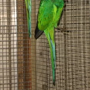 Продам попугаев розелл пенантовых(крупных)