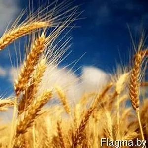 Продам пшеницу ячмень тритикале рожь фуражную 