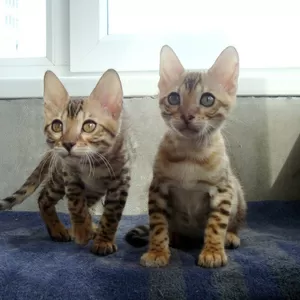 Породистые бенгальские котята