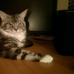 Шикарный кот мэйн-кун ищет кошек для вязки