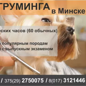 Курсы груминга,  стрижки собак в Минске.
