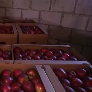 Компания на постоянной основе закупает яблоки(КРАСНЫХ сортов)