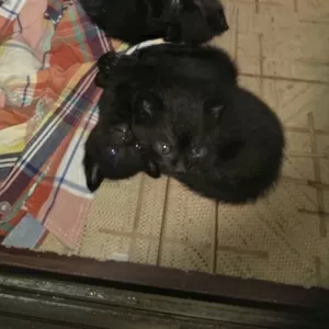 Отдам бесплатно чёрных котят,  чёрные коты в доме к счастью.