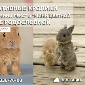 Декоративные кролики с родословной