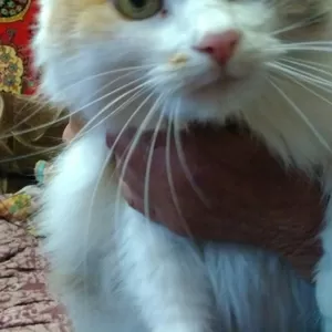 Очаровательная кошка Муся ищет нового хозяина