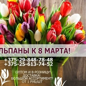 Продажа тюльпанов оптом и в розницу