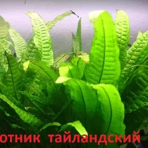 Папоротник тайландский и др. НАБОРЫ растений для запуска. ПОЧТОЙ вышлю