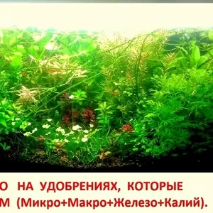 Удобрения - микро,  макро,  калий,  железо,  для растений. ПОЧТОЙ вышлю---