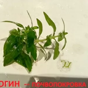 Стаурогин зеленый - почвопокровка. НАБОРЫ для запуска. ПОЧТОЙ вышлю==