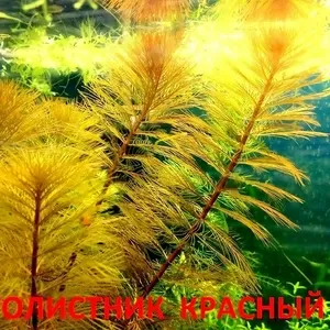 Перестолистник красный. НАБОРЫ для запуска. ПОЧТОЙ вышлю======