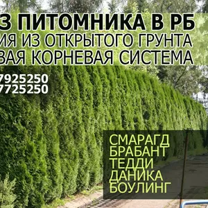 Туи из питомника в РБ: смарагд,  брабант,  тедди,  даника,  боулинг болл