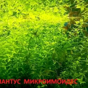 Хемиантус микроимоидес. НАБОРЫ растений для запуска. ПОЧТОЙ и МАРШРУТК