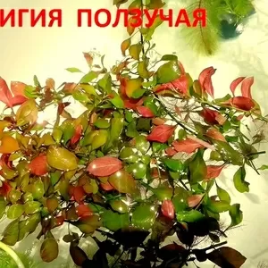 АКВАРИУМНЫЕ РАСТЕНИЯ. Людвигия ползучая. Наборы для запуска. ПОЧТОЙ.