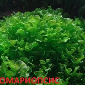Ломариопсис. НАБОРЫ растений для запуска акваса. ПОЧТОЙ отправлю почт3