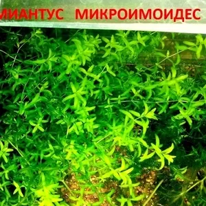 Хемиантус микроимоидес и др. аквариум-е растения,  наборами для запус//