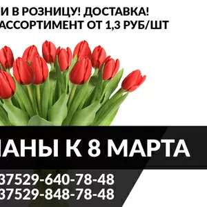 Закажи тюльпаны на 8 марта.