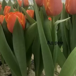 Тюльпаны свежие оптом от 500 шт