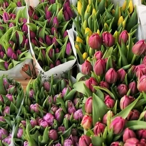 Оптовая закупка тюльпанов в ассортименте