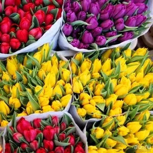 Тюльпаны голландские оптом к 8 Марта.