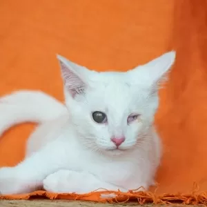 Альф- белый котенок  в дар