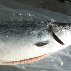 Организация продает оптом  замороженный  лосось атлантический ПСГ Чили