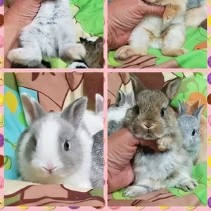 Карликовые кролики., миниушастики.