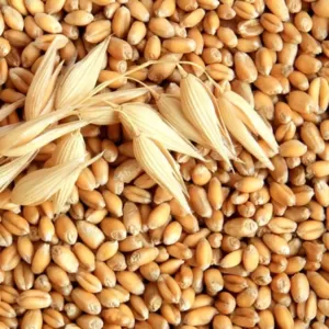 Ячмень,  купить зерно в Минске с Доставкой