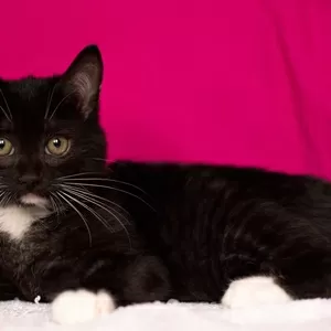 Роскошный котенок Василий в дар