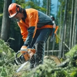 Работа в Польше – хорошее предложение работы в лесу 