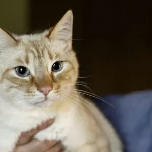 Нежный и красивый котик Беня в дар