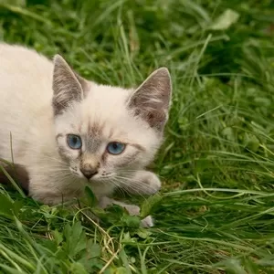 Замечательные котята в дар