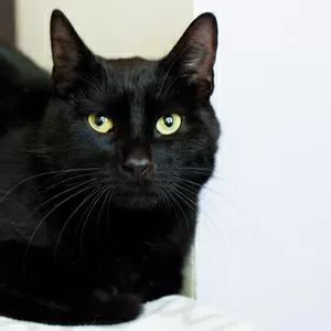 Ласковый котик Тихон