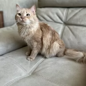Очаровательный котик Ютуб