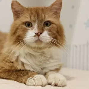 Леонард благородный рыжий котик спасен с улицы и ищет дом!