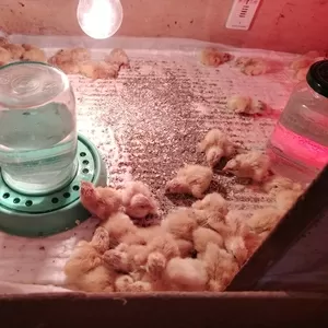 Перепелята недорогго