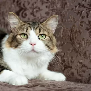 Мени – потешный нос в дар