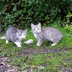 Котята с дач срочно ищут дом