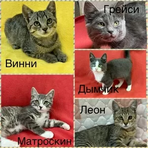 Котята 3-4 месяца в дар