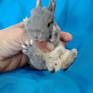 Карликовые кролики.крольчата.