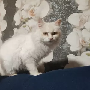 Ласковая кошка Белоснежка срочно ищет дом