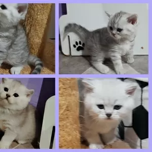 Котята, шотландские.медвежата.