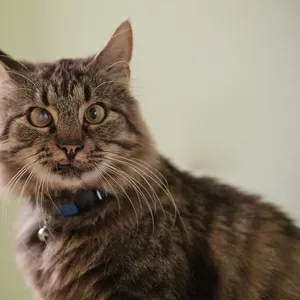 Умный молодой кот Шурик в дар