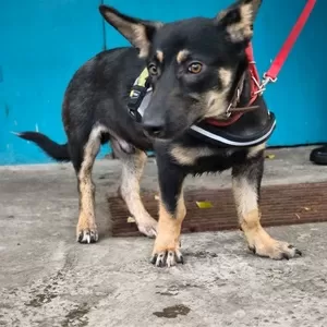 Собачка в дар.в добрые руки.