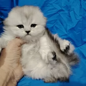 Вислоухие и прямоухие котята.шиншиллята.