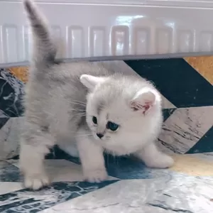 Породистый шотландский котенок.