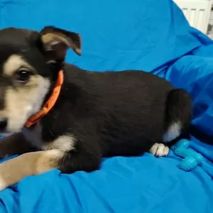 Щенок девочка в добрые ручки.