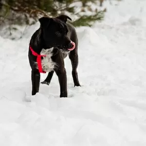 КАРТОШЕЧКА ИЩЕТ ДОМ (В дар)